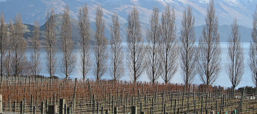 Review of Wanaka Wine Tours
