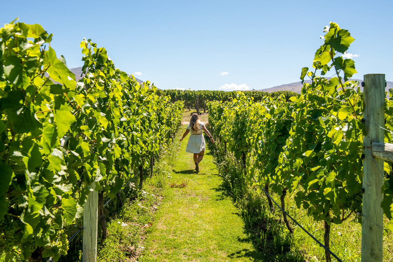 Wanaka-Wine-Tours-Central-Otago-New-Zealand-Vineyard