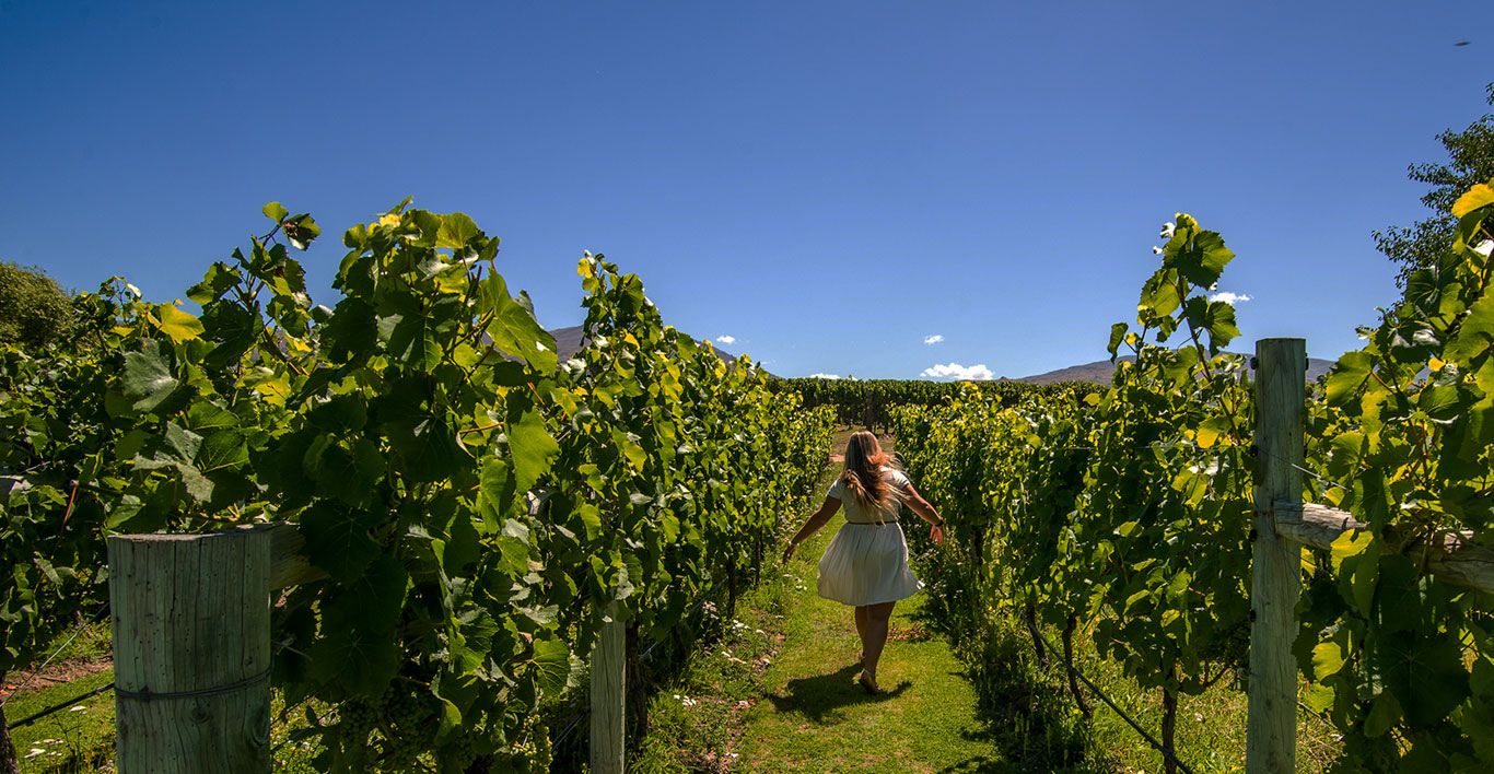 Wanaka wine tours Central Otago wine tasting